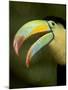 Toucan, La Paz, Costa Rica-Rob Sheppard-Mounted Photographic Print