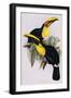 Toucan Lithograph From Gould Book of Toucans-Stapleton Collection-Framed Giclee Print