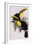 Toucan Lithograph From Gould Book of Toucans-Stapleton Collection-Framed Giclee Print