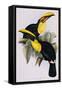 Toucan Lithograph From Gould Book of Toucans-Stapleton Collection-Framed Stretched Canvas