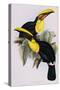 Toucan Lithograph From Gould Book of Toucans-Stapleton Collection-Stretched Canvas