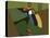 Toucan Luke-Belen Mena-Stretched Canvas
