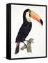 Toucan No.2, History of the Birds of Paradise by Francois Levaillant, Engraved by J.L. Peree-Jacques Barraband-Framed Stretched Canvas