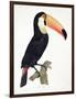 Toucan No.2, History of the Birds of Paradise by Francois Levaillant, Engraved by J.L. Peree-Jacques Barraband-Framed Giclee Print