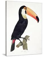 Toucan No.2, History of the Birds of Paradise by Francois Levaillant, Engraved by J.L. Peree-Jacques Barraband-Stretched Canvas