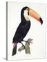 Toucan No.2, History of the Birds of Paradise by Francois Levaillant, Engraved by J.L. Peree-Jacques Barraband-Stretched Canvas