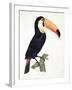 Toucan No.2, History of the Birds of Paradise by Francois Levaillant, Engraved by J.L. Peree-Jacques Barraband-Framed Giclee Print