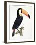 Toucan No.2, History of the Birds of Paradise by Francois Levaillant, Engraved by J.L. Peree-Jacques Barraband-Framed Giclee Print