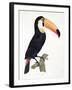 Toucan No.2, History of the Birds of Paradise by Francois Levaillant, Engraved by J.L. Peree-Jacques Barraband-Framed Giclee Print