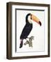 Toucan No.2, History of the Birds of Paradise by Francois Levaillant, Engraved by J.L. Peree-Jacques Barraband-Framed Premium Giclee Print