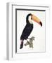 Toucan No.2, History of the Birds of Paradise by Francois Levaillant, Engraved by J.L. Peree-Jacques Barraband-Framed Premium Giclee Print