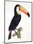 Toucan No.2, History of the Birds of Paradise by Francois Levaillant, Engraved by J.L. Peree-Jacques Barraband-Mounted Premium Giclee Print