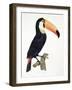 Toucan No.2, History of the Birds of Paradise by Francois Levaillant, Engraved by J.L. Peree-Jacques Barraband-Framed Giclee Print