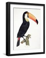 Toucan No.2, History of the Birds of Paradise by Francois Levaillant, Engraved by J.L. Peree-Jacques Barraband-Framed Giclee Print