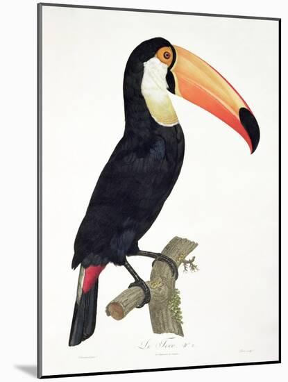 Toucan No.2, History of the Birds of Paradise by Francois Levaillant, Engraved by J.L. Peree-Jacques Barraband-Mounted Giclee Print