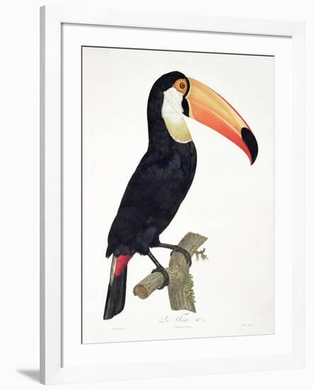 Toucan No.2, History of the Birds of Paradise by Francois Levaillant, Engraved by J.L. Peree-Jacques Barraband-Framed Giclee Print