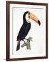 Toucan No.2, History of the Birds of Paradise by Francois Levaillant, Engraved by J.L. Peree-Jacques Barraband-Framed Giclee Print