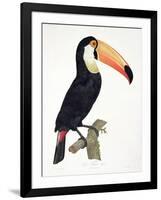 Toucan No.2, History of the Birds of Paradise by Francois Levaillant, Engraved by J.L. Peree-Jacques Barraband-Framed Giclee Print