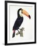 Toucan No.2, History of the Birds of Paradise by Francois Levaillant, Engraved by J.L. Peree-Jacques Barraband-Framed Giclee Print