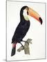 Toucan No.2, History of the Birds of Paradise by Francois Levaillant, Engraved by J.L. Peree-Jacques Barraband-Mounted Giclee Print