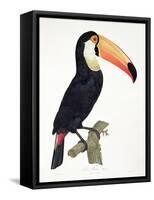 Toucan No.2, History of the Birds of Paradise by Francois Levaillant, Engraved by J.L. Peree-Jacques Barraband-Framed Stretched Canvas