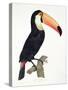 Toucan No.2, History of the Birds of Paradise by Francois Levaillant, Engraved by J.L. Peree-Jacques Barraband-Stretched Canvas