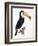 Toucan No.2, History of the Birds of Paradise by Francois Levaillant, Engraved by J.L. Peree-Jacques Barraband-Framed Giclee Print