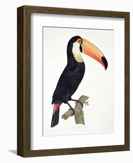 Toucan No.2, History of the Birds of Paradise by Francois Levaillant, Engraved by J.L. Peree-Jacques Barraband-Framed Giclee Print