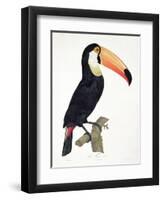 Toucan No.2, History of the Birds of Paradise by Francois Levaillant, Engraved by J.L. Peree-Jacques Barraband-Framed Giclee Print