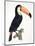 Toucan No.2, History of the Birds of Paradise by Francois Levaillant, Engraved by J.L. Peree-Jacques Barraband-Mounted Giclee Print