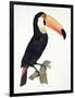 Toucan No.2, History of the Birds of Paradise by Francois Levaillant, Engraved by J.L. Peree-Jacques Barraband-Framed Premium Giclee Print