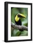 Toucan on a Branch in Arenal, Costa Rica-Adam Barker-Framed Photographic Print