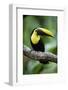 Toucan on a Branch in Arenal, Costa Rica-Adam Barker-Framed Photographic Print