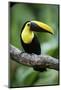 Toucan on a Branch in Arenal, Costa Rica-Adam Barker-Mounted Photographic Print