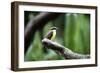 Toucan on a Branch in Arenal, Costa Rica-Adam Barker-Framed Photographic Print