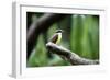 Toucan on a Branch in Arenal, Costa Rica-Adam Barker-Framed Photographic Print