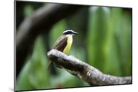 Toucan on a Branch in Arenal, Costa Rica-Adam Barker-Mounted Photographic Print