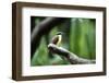 Toucan on a Branch in Arenal, Costa Rica-Adam Barker-Framed Photographic Print