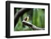 Toucan on a Branch in Arenal, Costa Rica-Adam Barker-Framed Photographic Print