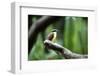 Toucan on a Branch in Arenal, Costa Rica-Adam Barker-Framed Photographic Print