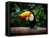 Toucan on the Branch in Tropical Forest of Brazil-SJ Travel Photo and Video-Framed Stretched Canvas