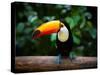 Toucan on the Branch in Tropical Forest of Brazil-SJ Travel Photo and Video-Stretched Canvas