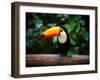 Toucan on the Branch in Tropical Forest of Brazil-SJ Travel Photo and Video-Framed Photographic Print