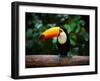 Toucan on the Branch in Tropical Forest of Brazil-SJ Travel Photo and Video-Framed Photographic Print