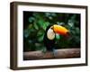 Toucan on the Branch in Tropical Forest of Brazil-SJ Travel Photo and Video-Framed Photographic Print