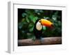 Toucan on the Branch in Tropical Forest of Brazil-SJ Travel Photo and Video-Framed Photographic Print