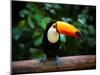 Toucan on the Branch in Tropical Forest of Brazil-SJ Travel Photo and Video-Mounted Photographic Print