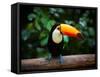 Toucan on the Branch in Tropical Forest of Brazil-SJ Travel Photo and Video-Framed Stretched Canvas