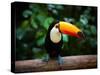 Toucan on the Branch in Tropical Forest of Brazil-SJ Travel Photo and Video-Stretched Canvas