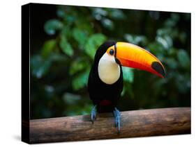 Toucan on the Branch in Tropical Forest of Brazil-SJ Travel Photo and Video-Stretched Canvas